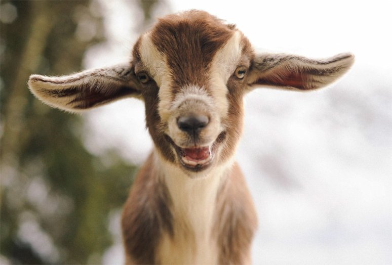 Cute Mini Nubian Goat | Photography by ©Cleveland Organics